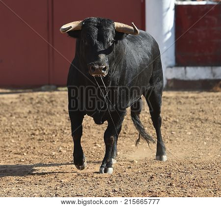 bull in spain with big horns running in bulring