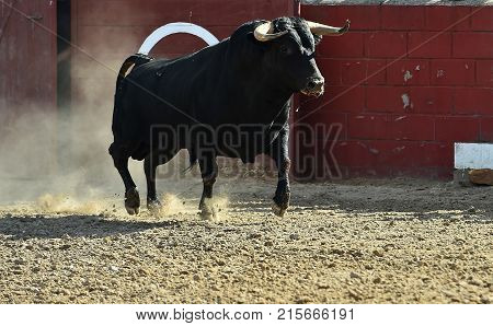 bull in spain with big horns running in bulring