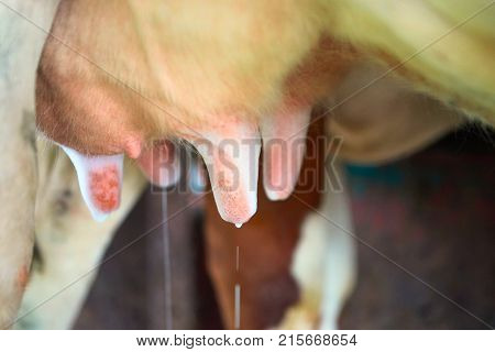 Washing of cow utter before milking process Franche Comte France.