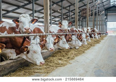 Dairy cows of Monbeliard breeding in free livestock stall