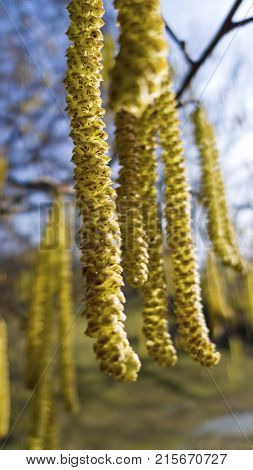flowers of a hazel in spring. allergy