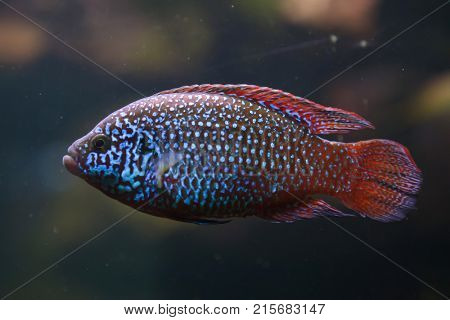 African jewelfish (Hemichromis letourneuxi). Tropical fish.