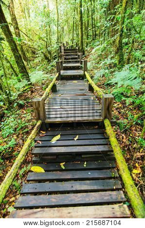 beautiful rain forest with old wooden bridge at Angka in inthanon international park in Chaing mai Thailand sun light effect