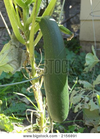 Zuchini på Vine1