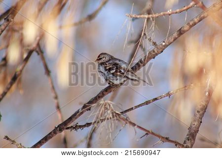 Redpoll is sitting on a tree branch. Spring morning.