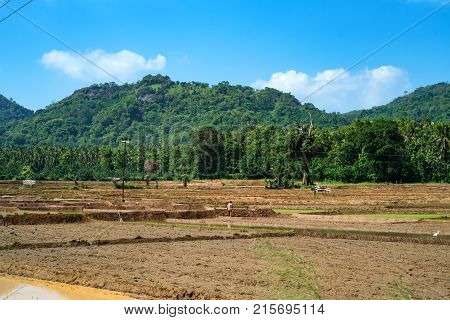 Close-up photograph of paddy fields with crops of rice in Sri Lanka