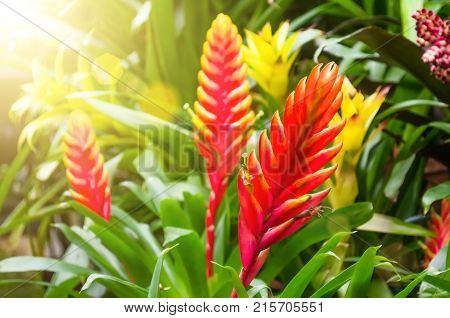 Flowering Vriesea Plants Of Tropical Moist Forest.