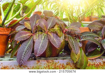 Croton Codiaeum Variegatum Plants With Colorful Leaves In Tropical Garden.