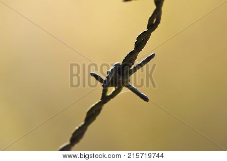 rusty barbed wire in the sun falling