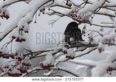 Blackbird on a snowy branch eating rowan berries