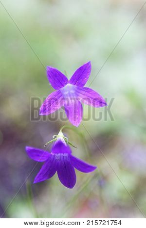 Beautiful purple harabell close up. Beautiful Finnish nature.