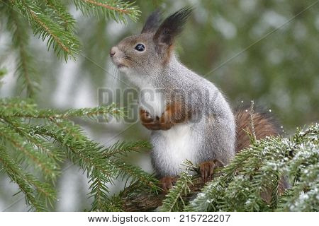 Squirrel looks from the snowy spruce branch.