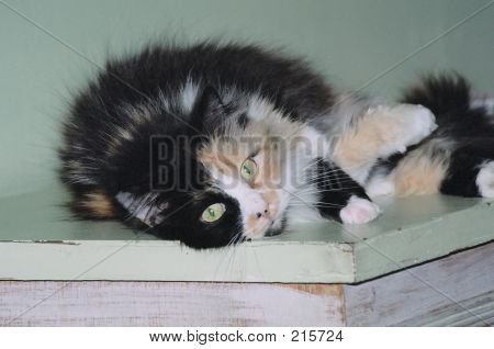 Gato establecen
