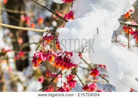 Red Berries On The Branch During Sunset, European Spindle, Euonymus Europaeus With Snow.
