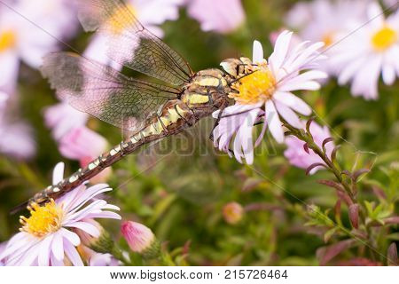 large dragonfly close-up portrait on a flower of hellebore, against a background of other lilac flowers