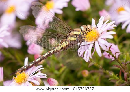 large dragonfly close-up portrait on a flower of hellebore, against a background of other lilac flowers