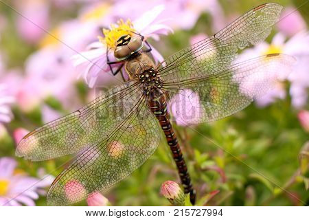 large dragonfly close-up portrait on a flower of hellebore, against a background of other lilac flowers
