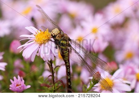 large dragonfly close-up portrait on a flower of hellebore, against a background of other lilac flowers
