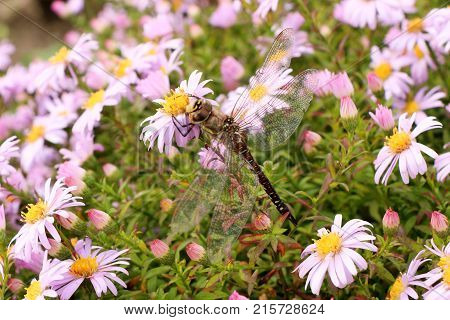 large dragonfly close-up portrait on a flower of hellebore, against a background of other lilac flowers