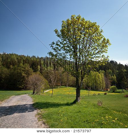 Caminho para a floresta