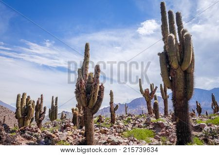 Giant Cactus In The Desert, Argentina