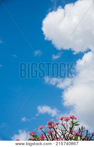 The beautiful pink tropical Plumeria Frangipani. Flowers with green leaves and blue sky.