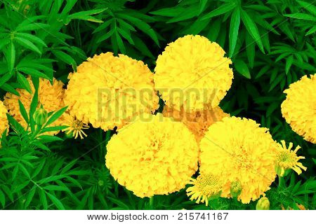 marigold yellow-orange flower blooming beautiful in garden : Select focus with shallow depth of field. (Tagetes erecta Mexican marigold Aztec marigold African marigold)