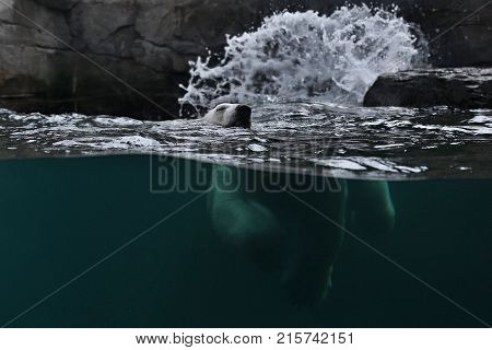 Big beautiful polar bear swimming in the ice cold water. Wonderful creature in the nature looking habitat. Endangered animals in captivity. Ursus maritimus.
