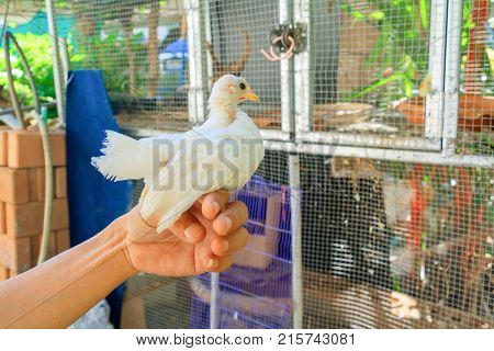 white chicken On hand (species hen serama in farm south of Thailand)