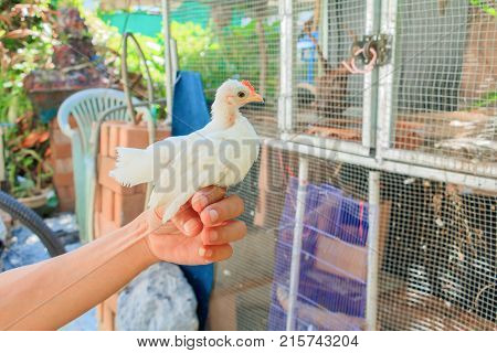white chicken On hand (species hen serama in farm south of Thailand)