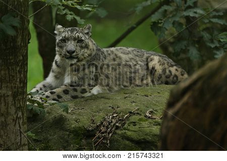 Endangered snow leopard resting in the nature habitat. Wild animals in captivity. Beautiful asian feline and carnivore. Uncia uncia.