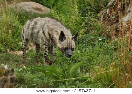 Brown hyena walking in the nature looking habitat in zoo. Wild animals in captivity. Beautiful canine and carnivore. Hyaena brunnea.