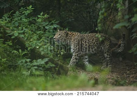 Endangered amur leopard resting on a tree in the nature habitat. Wild animals in captivity. Beautiful feline and carnivore. Panthera pardus orientalis.