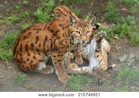 Euroasian lynx in the bavarian national park in eastern germany, european wild cats, animals in european forests, lynx lynx