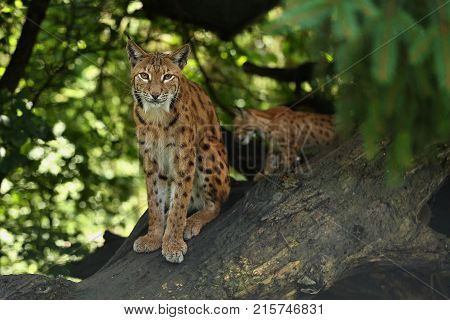 Euroasian lynx in the bavarian national park in eastern germany, european wild cats, animals in european forests, lynx lynx