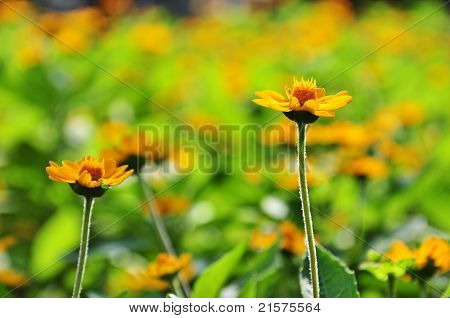 Gelbe Blumen
