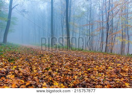Foggy Autumn colorful Forest in Siebengebirge Germany