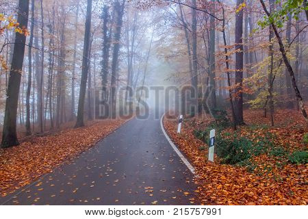 Foggy Autumn Forest In Siebengebirge Germany