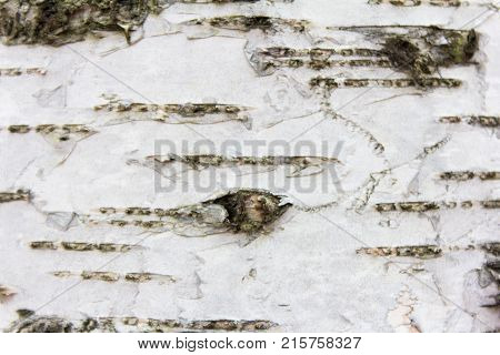 Texture of birch bark closeup as background