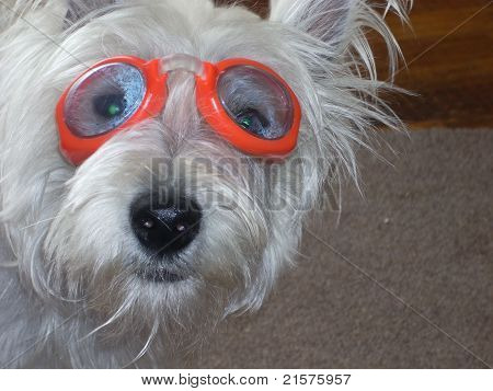 Westie