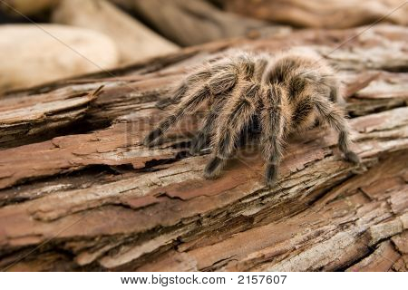 Cileno Rose Tarantula
