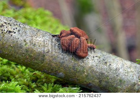 encoelia furfuracea fungus commonly known as spring hazelcup