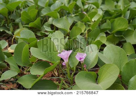 The tropical flower Ipomoea asarifolia  or ipomea
