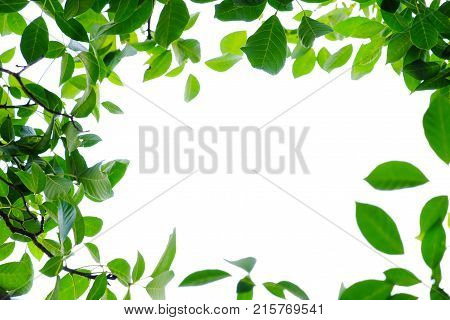 Top view of a tropical green tree with leaves and branches and white sky, foliage green background