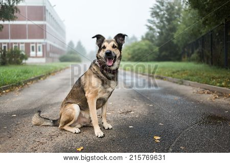 Portrait Of Beautiful Happy Dog, Looking Aside, Sitting On A Road In A Fog