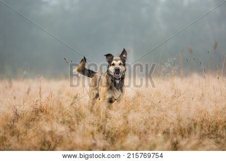 Portrait Of Beautiful Happy Dog, Looking At Camera, Standing In A Meadow In A Fog