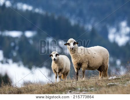 Sheep Grazing On Hillside With Forest In Background