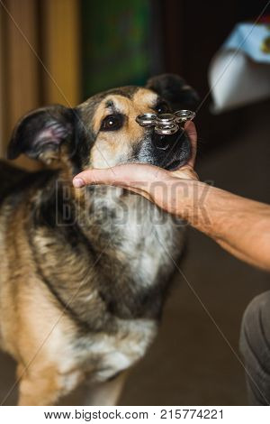 Portrait Of A Dog, With Spiner On Nose