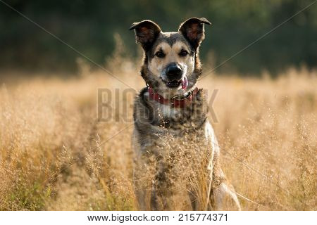 Portrait Of Beautiful Happy Dog, Looking At Camera, Sitting In A Sunny Meadow