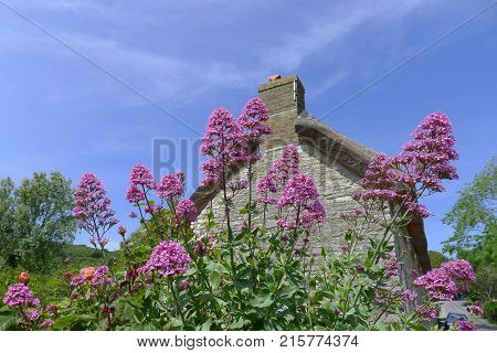Beautiful Flowering Spring Garden Cornwall, South England
